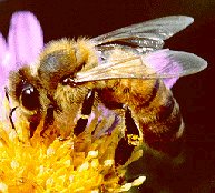 Picture of a Bee on a Flower